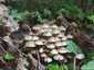 Cifra kígyógomba (Mycena inclinata), Budai-hegység